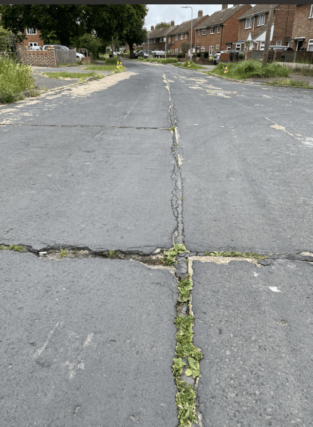 Weeds growing through concrete road joints