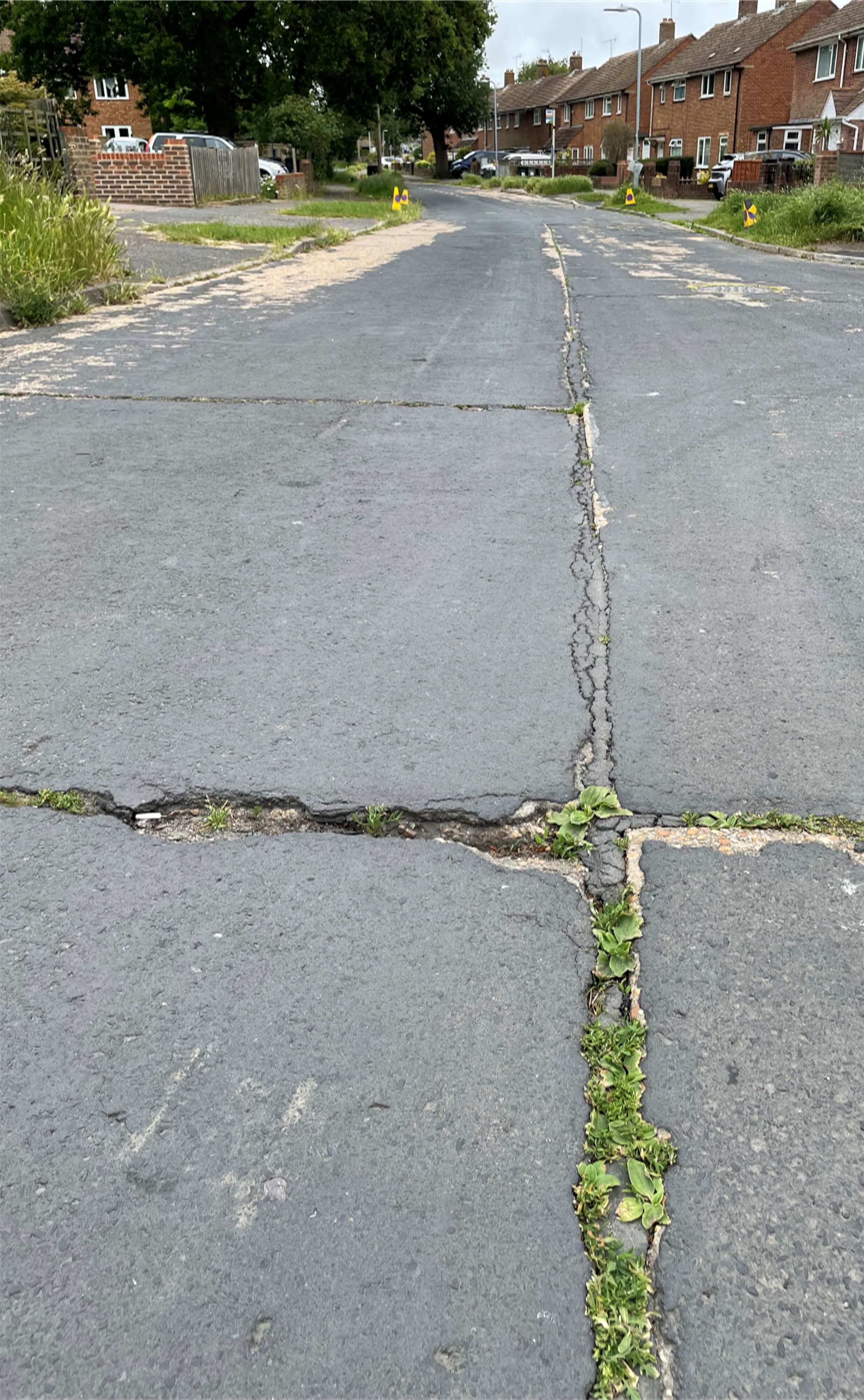 Weeds growing through joints in road